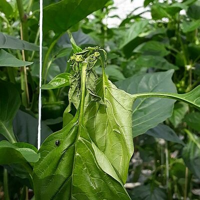 Damage in sweet pepper caused by the Southern Green Stink bug Nezara viridula
