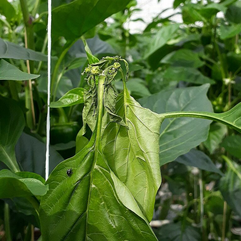 Damage in sweet pepper caused by the Southern Green Stink bug Nezara viridula