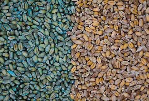 Cerall en Cedress vanaf nu ook toegelaten in de biologische teelt