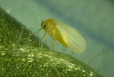 Dreiging tabakswittevlieg centraal in bijeenkomsten tomaat en paprika