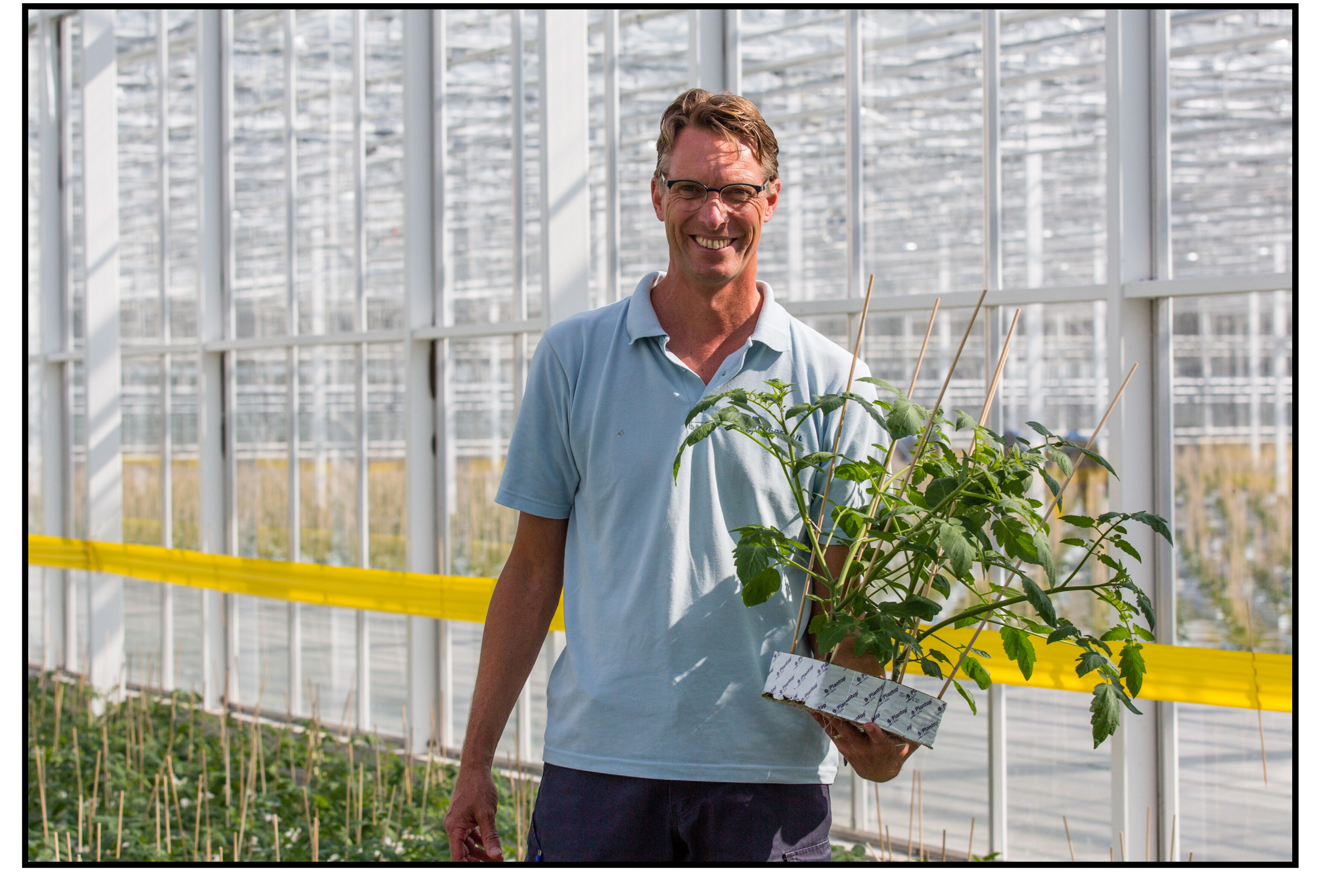 Succes, met preventieve aanpak tabakswittevlieg