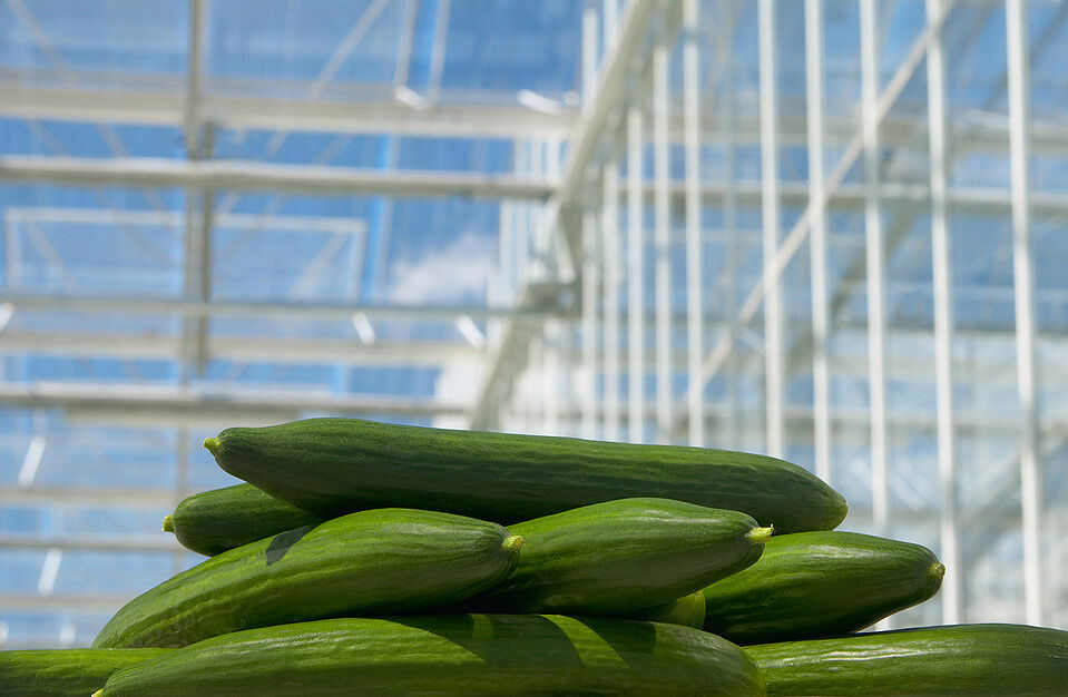 Komkommerteelt: ook de lege kas blijven monitoren op weg naar nieuwe planting!