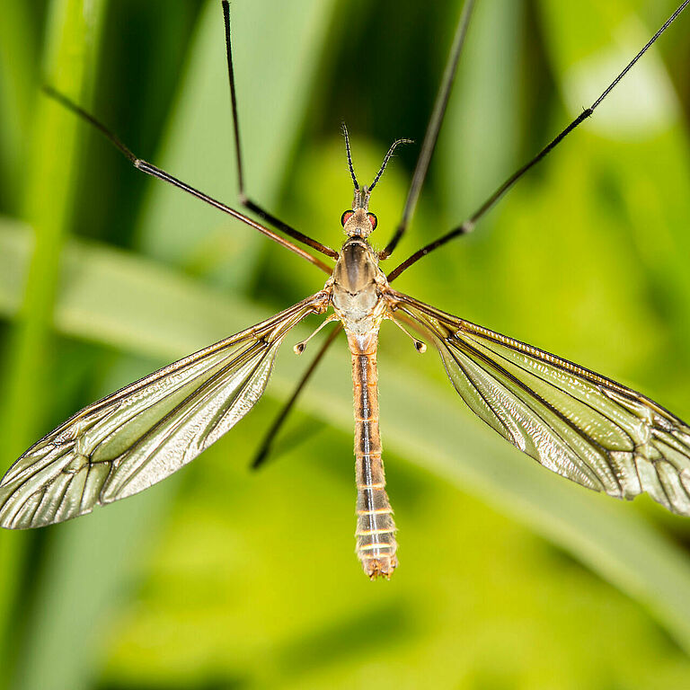 European crane fly Tipula spp.