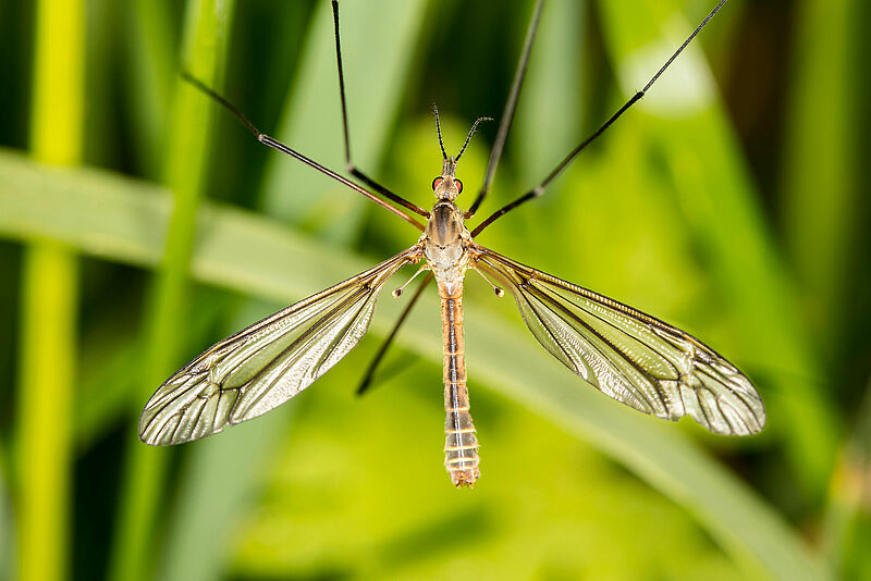 European crane fly Tipula spp.