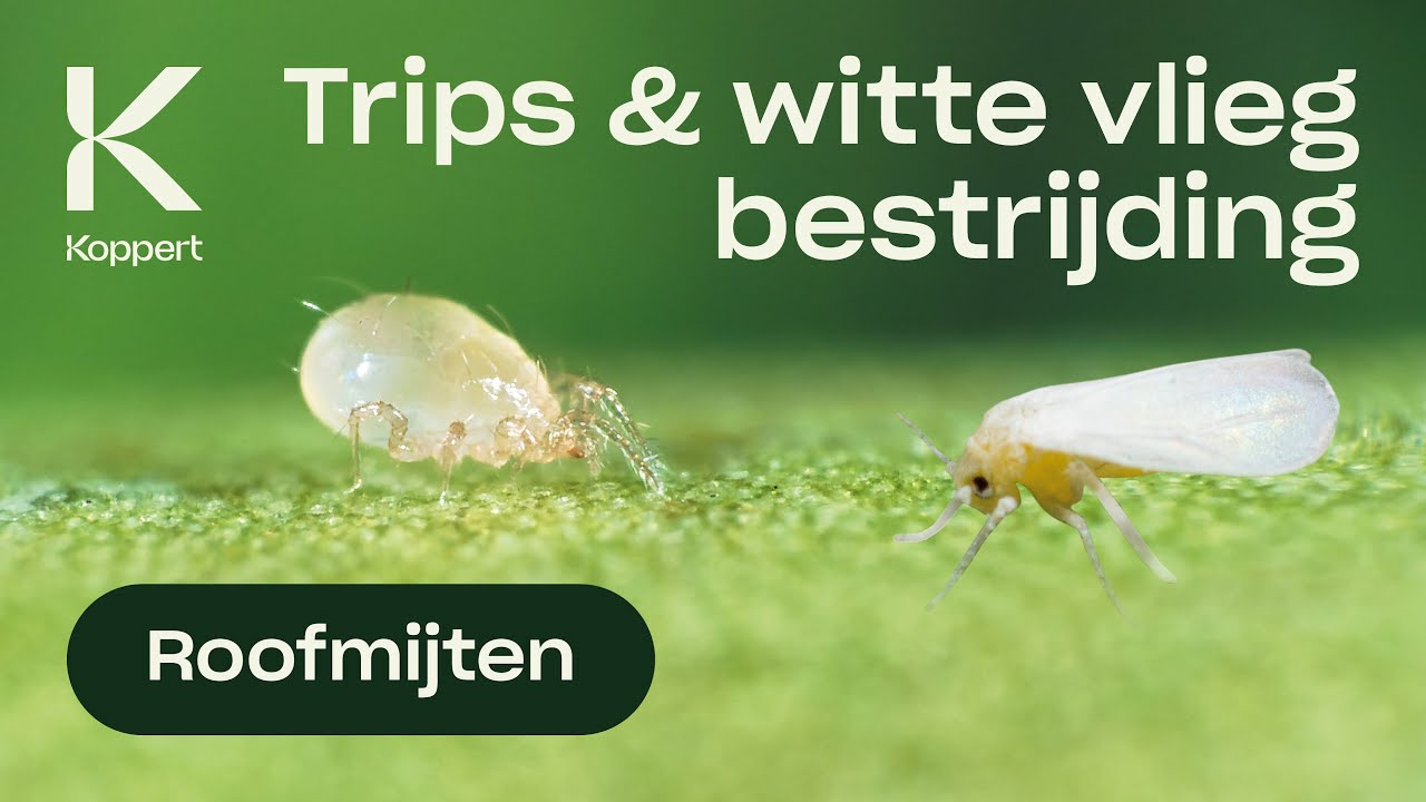 Witte vlieg bestrijding: Amblyseius swirskii