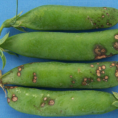 Pea pods infected by pea blight Ascochyta pisi