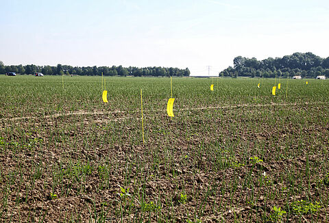 Roofmijten bestrijden trips in uien