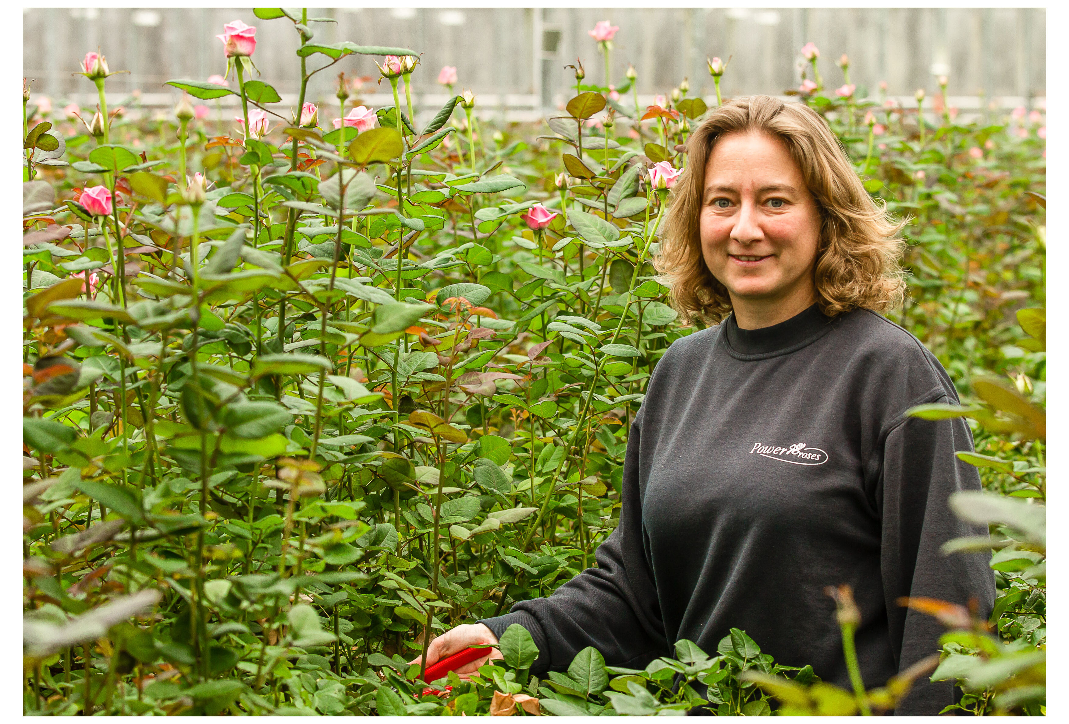 Wolluis in gewas rozen onder controle met Cryptobug-L