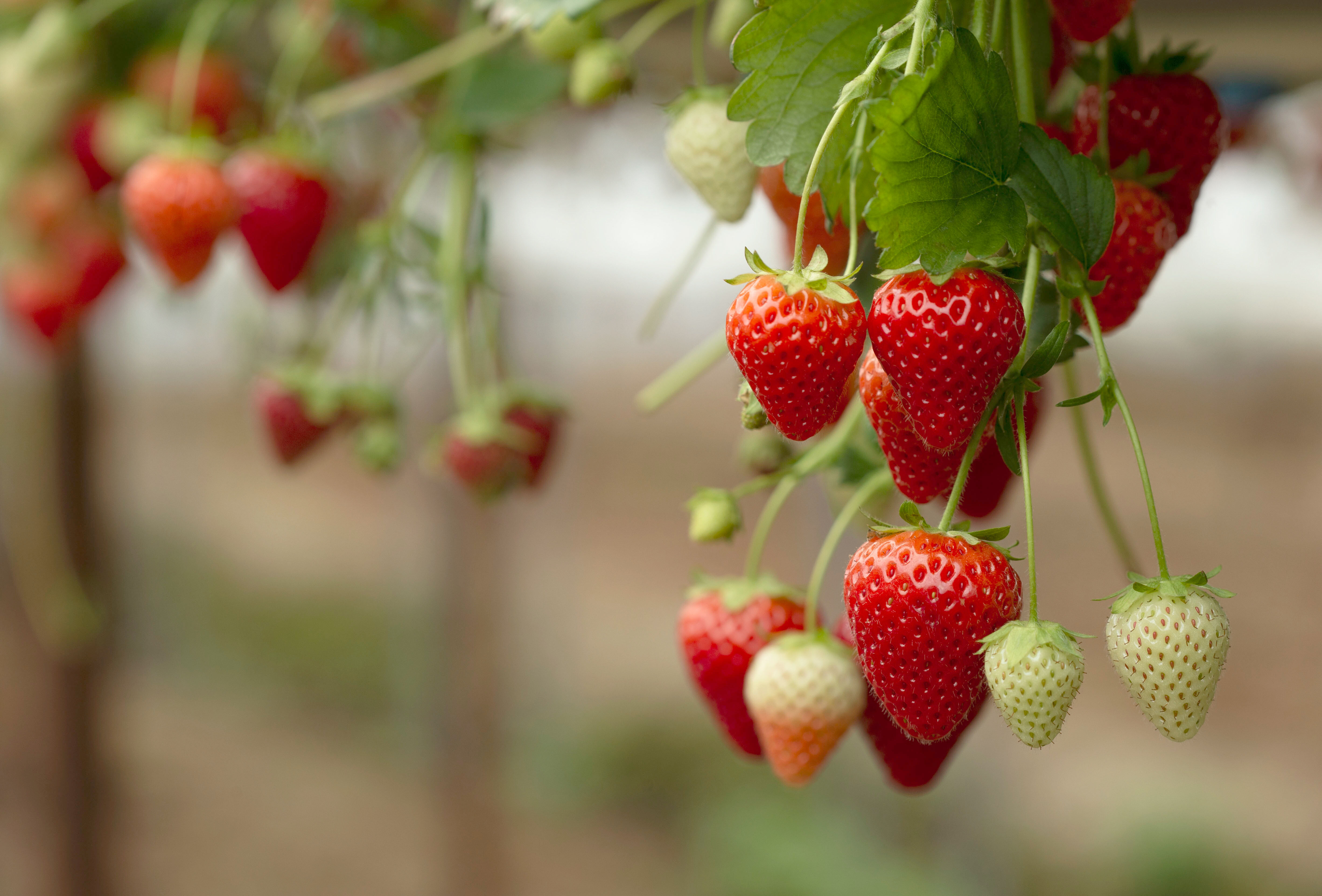 Ontmoet Koppert op Aardbeiendag en de International Soft Fruit Conference!