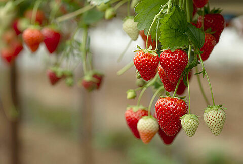 Ontmoet Koppert op Aardbeiendag en de International Soft Fruit Conference!