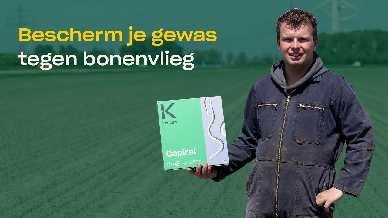 Uienvlieg en bonenvlieg bestrijden met nuttige nematoden (aaltjes)