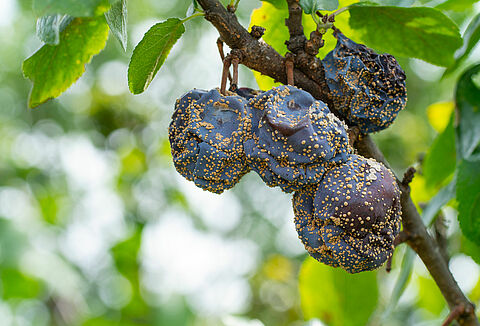 Monilinia of bruinrot van vruchten