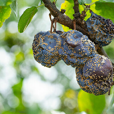 Brown rot Monilinia