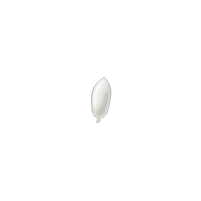 Greenhouse whitefly Trialeurodes vaporariorum egg