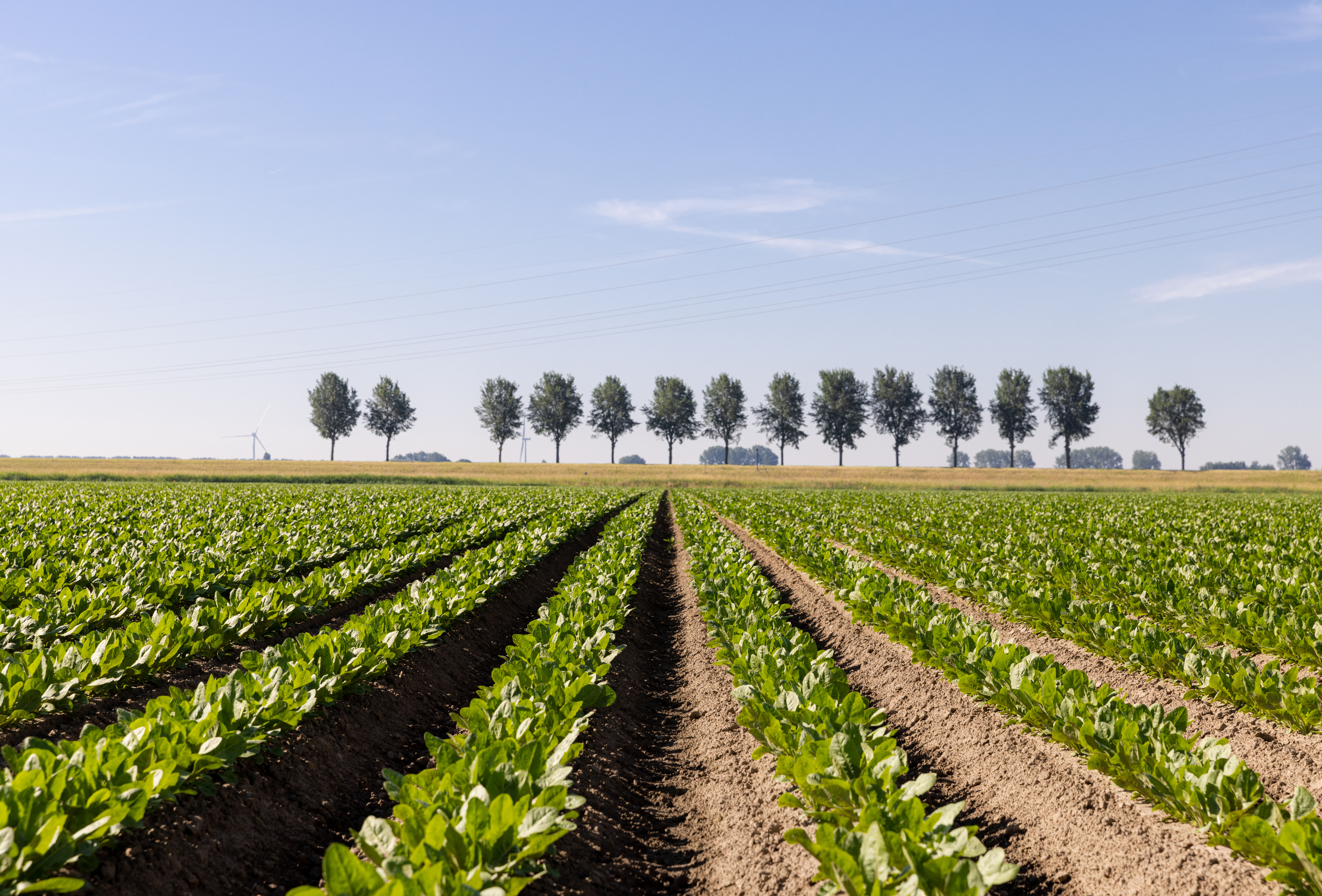 Biologische gewasbescherming voor de akkerbouw: Europese telers stellen producten Koppert op de proef