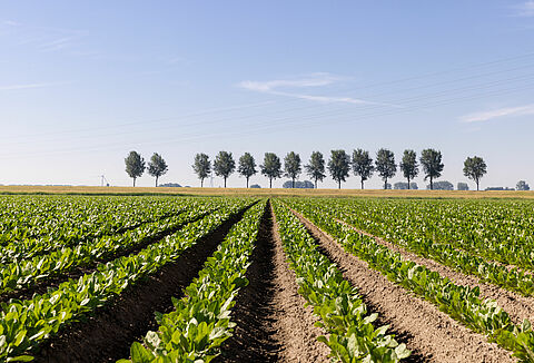 Biologische gewasbescherming voor de akkerbouw: Europese telers stellen producten Koppert op de proef