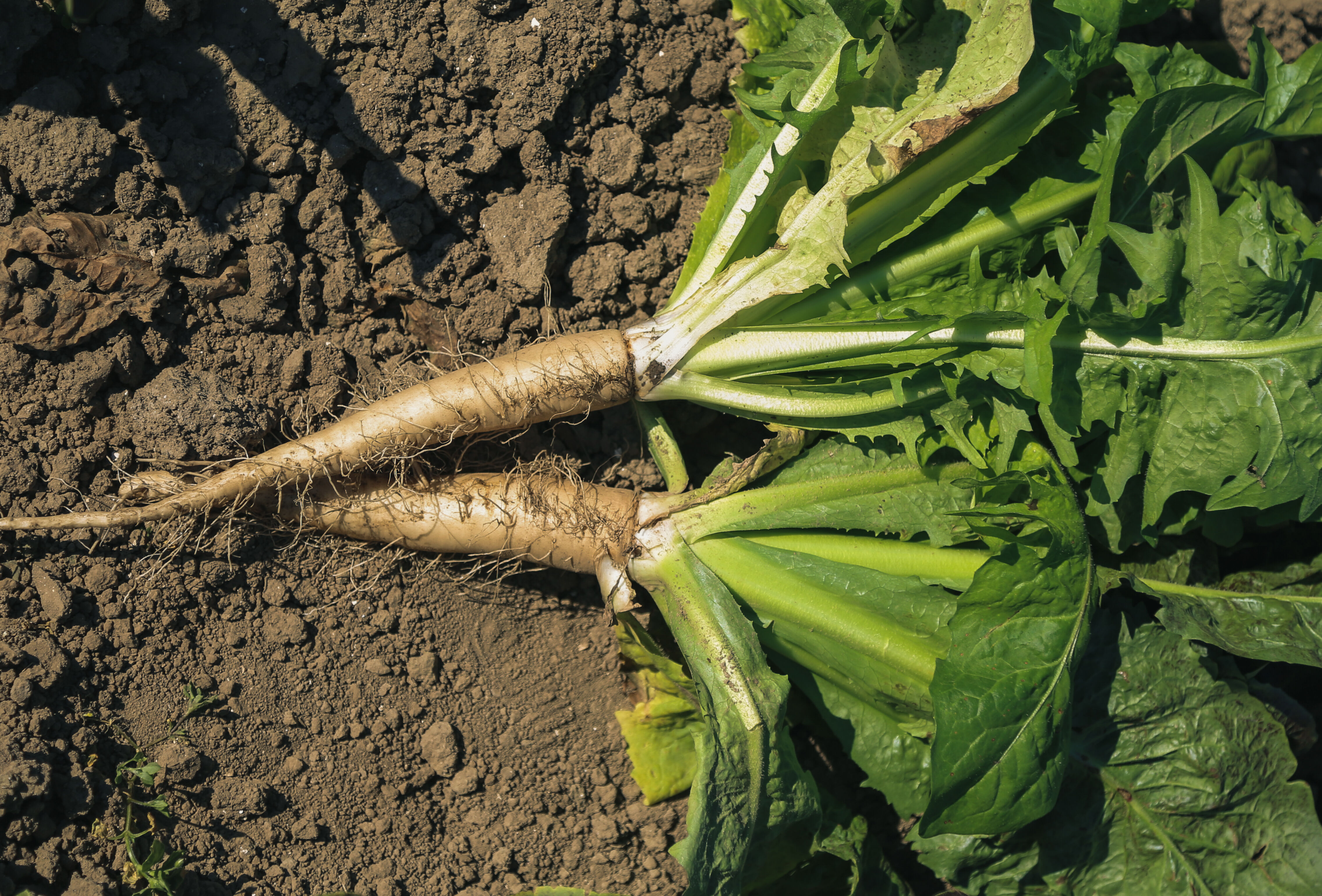 ‘We moeten ons klaarmaken voor een andere manier van witlof telen’