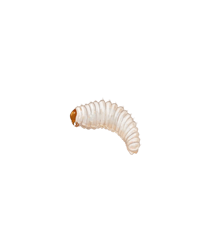 Vine weevil Otiorhynchus sulcatus larva