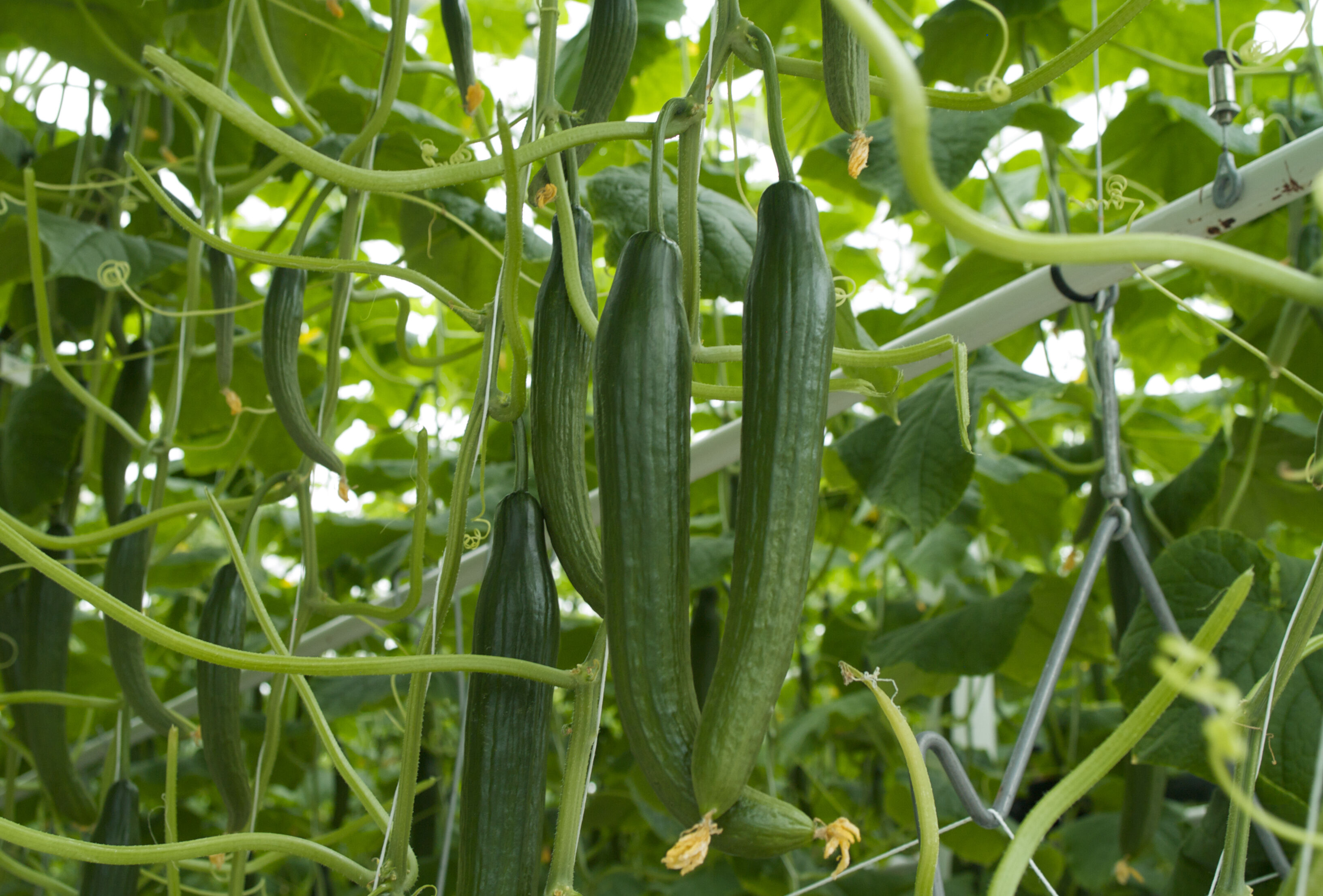 Actie nodig voor goede afsluiting komkommerseizoen