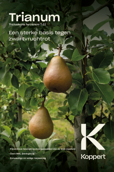 Trianum-P - Zwartvruchtrot