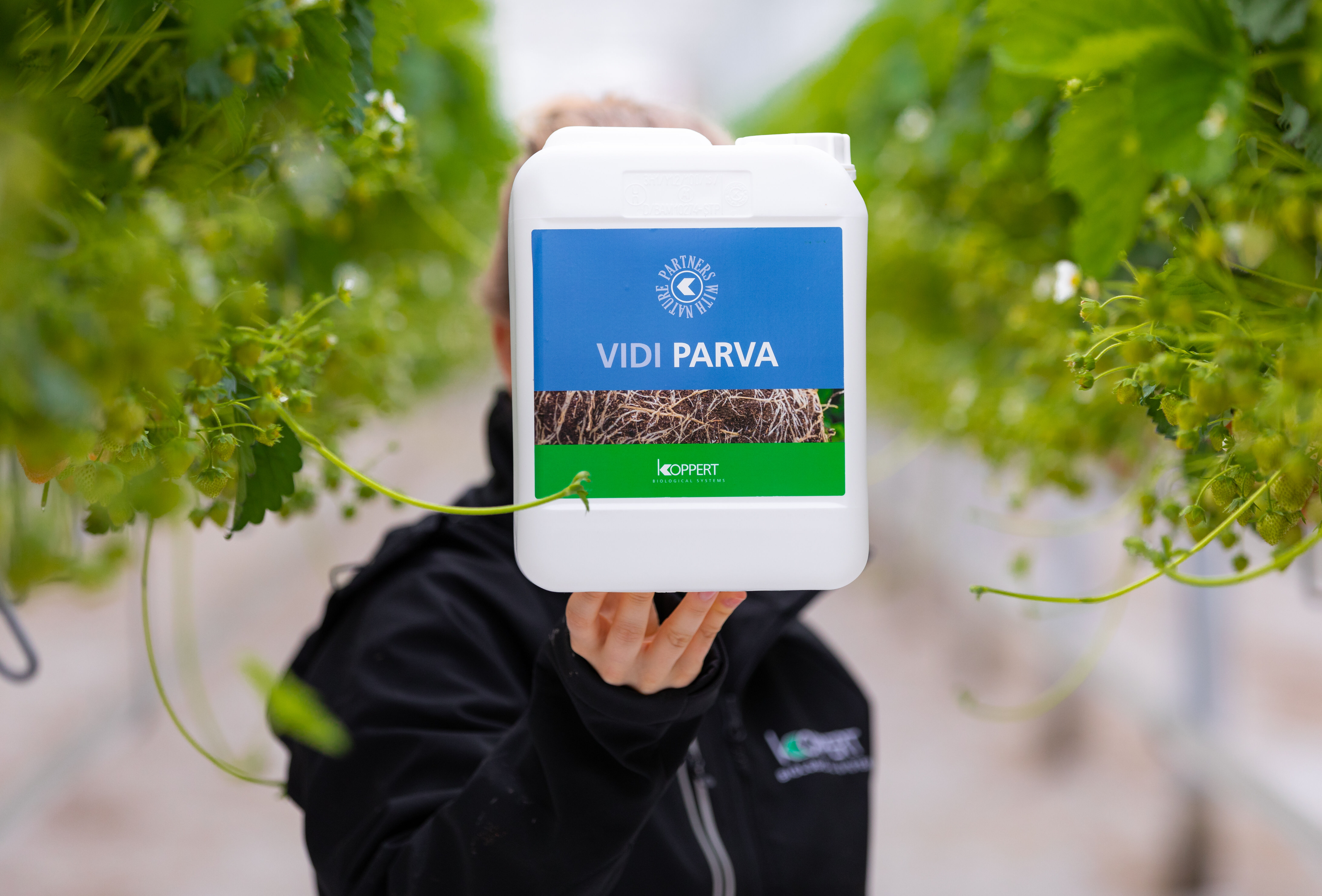 Een goede start op het aardbeientrayveld