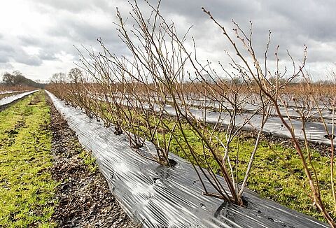 Blueberry Giant over NatuGro: 'Het wordt een interessant jaar'