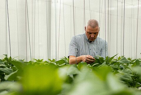 Roofmijt pioniers: Een reis van innovaties op het gebied van biologische gewasbescherming