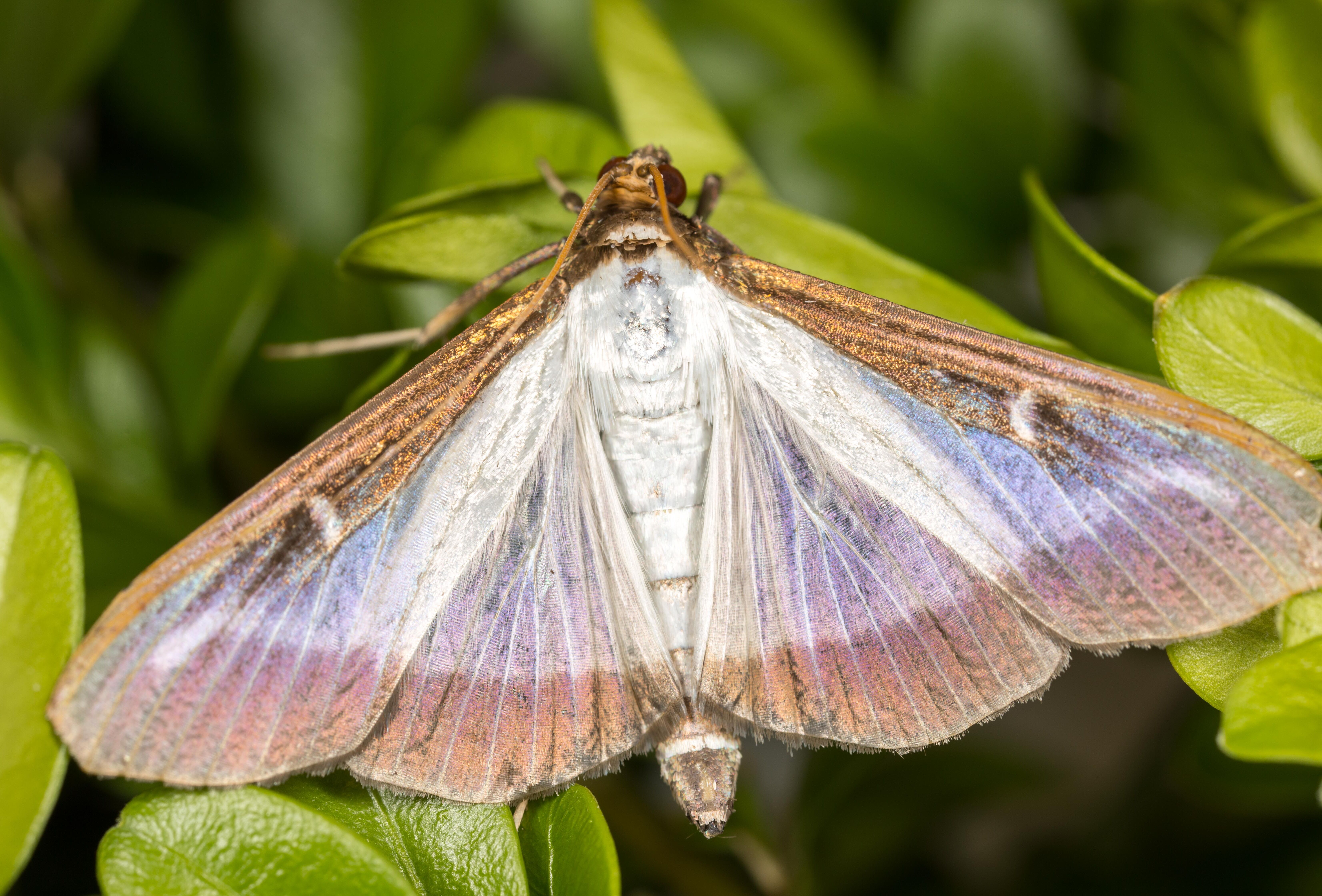 Buxatrap signaleert en bestrijdt buxusmot in boomkwekerij