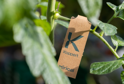 Mirical – optimale bestrijding van wittevlieg met revolutionair bevrijdingssysteem