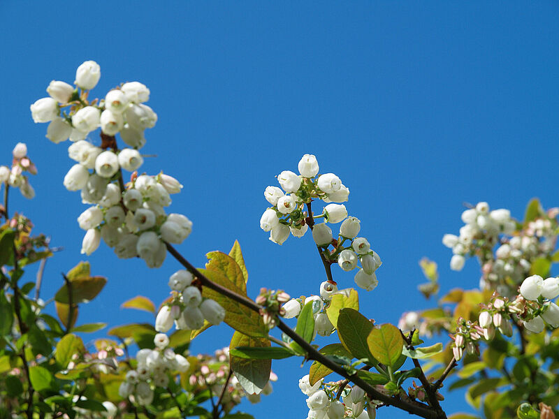 Blueberry_Koppert_BIological_Systems-11.jpg