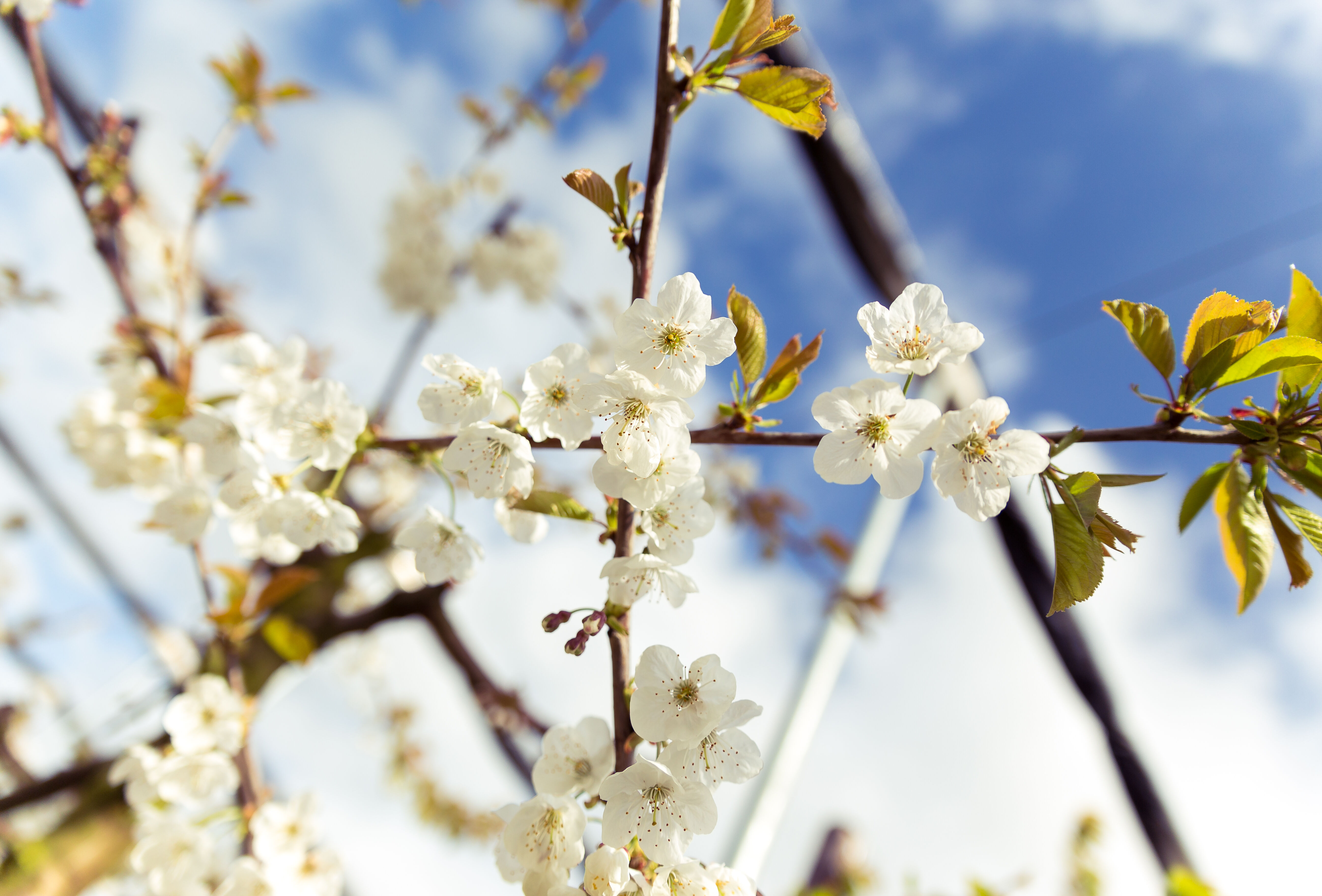 Een goede vruchtzetting is het begin van een goede productie!