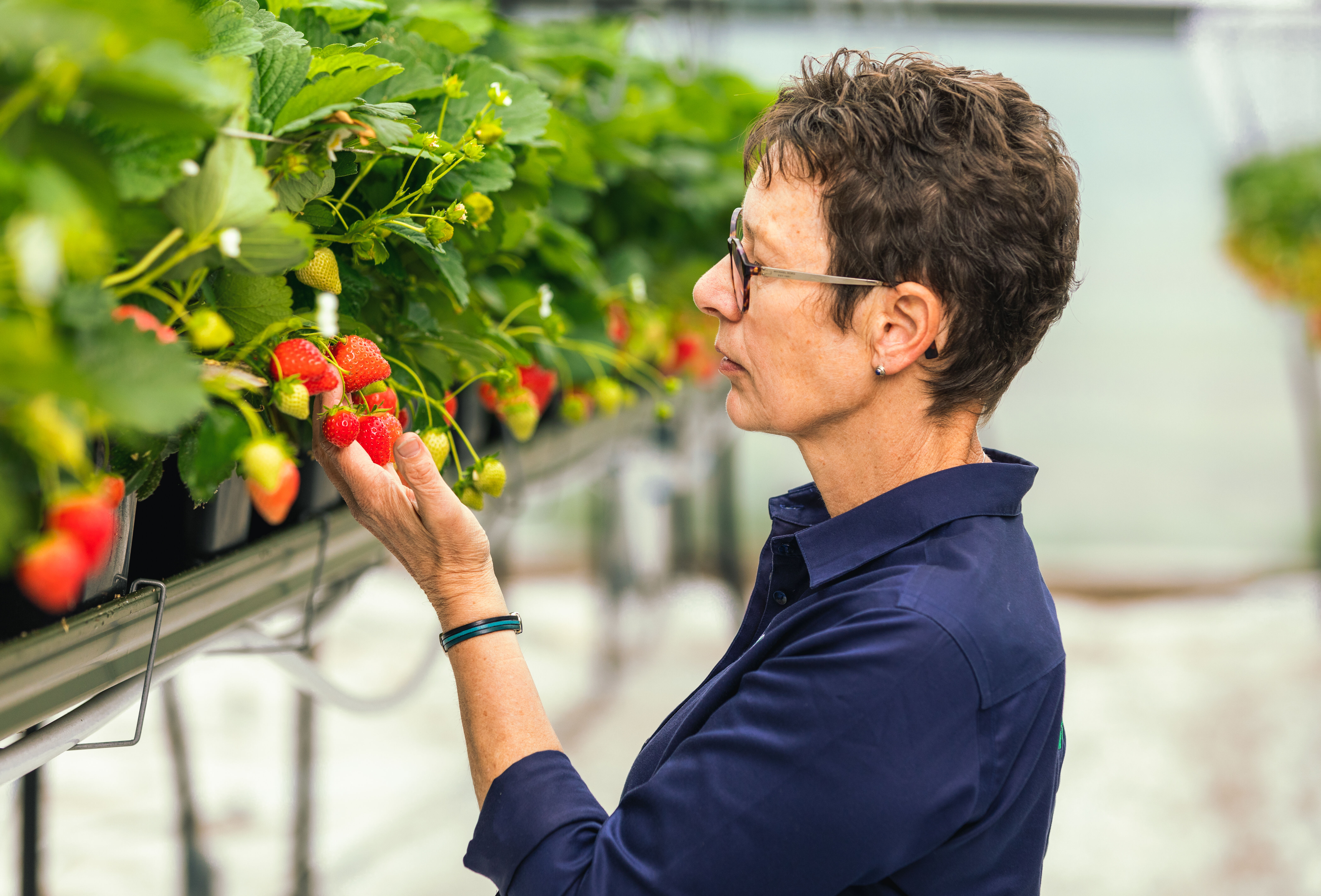 Focus op voeding maakt plant weerbaarder