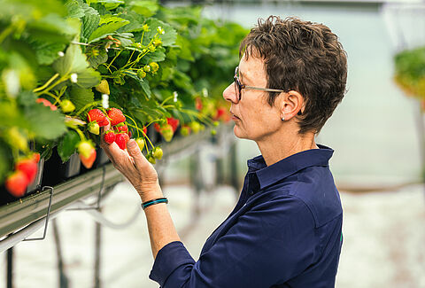 Focus op voeding maakt plant weerbaarder