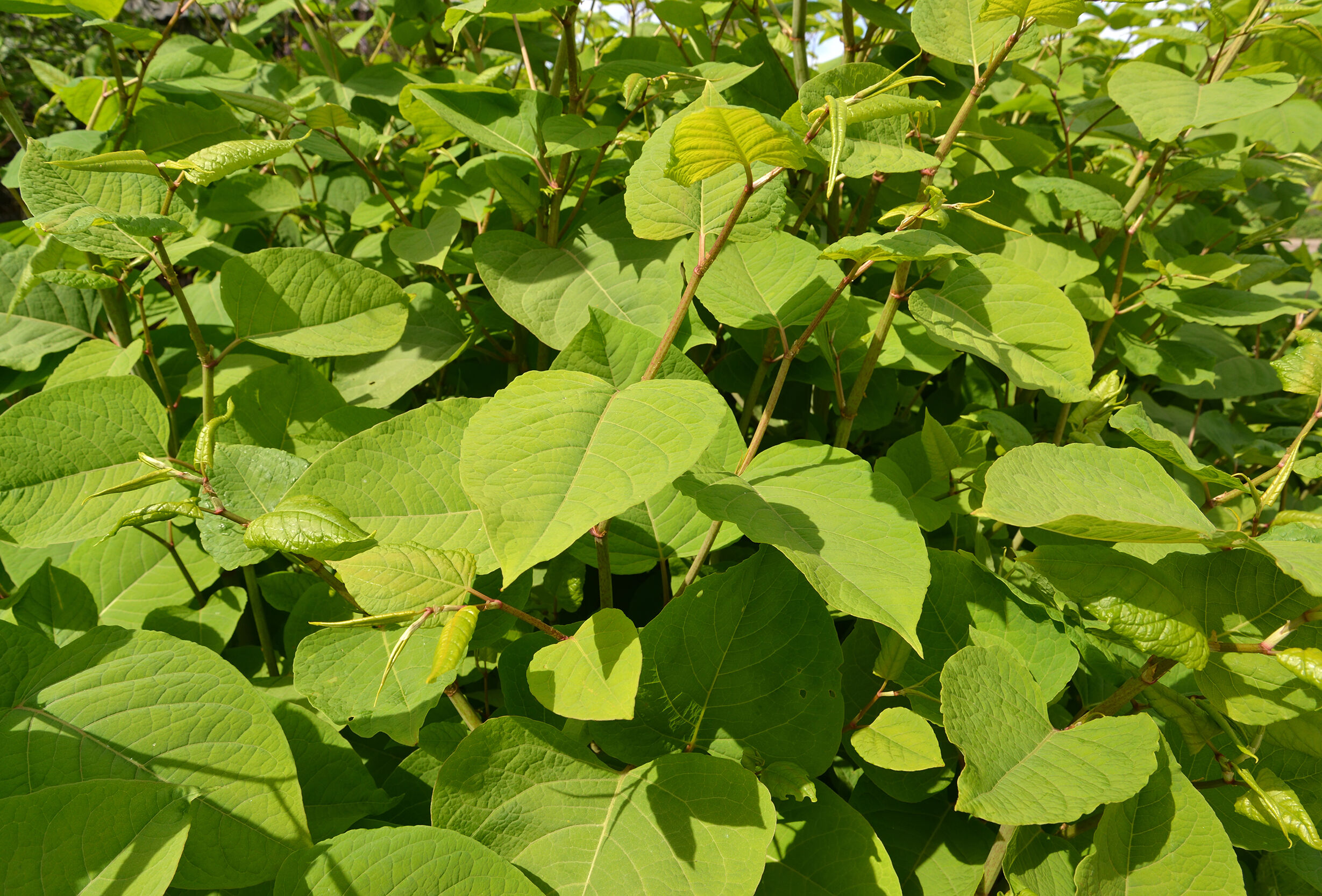 Koppert neemt deel aan veelbelovend onderzoek naar biologische onkruidbestrijding