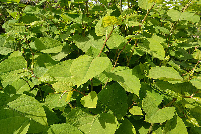 Japanese_knotweed.jpg