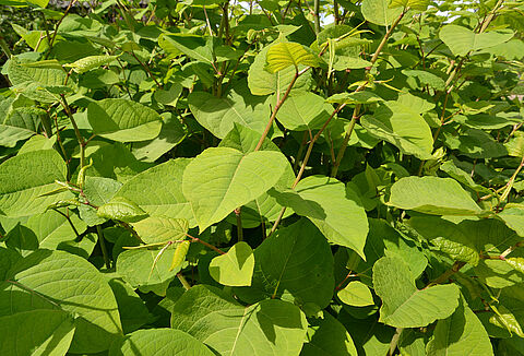 Koppert neemt deel aan veelbelovend onderzoek naar biologische onkruidbestrijding