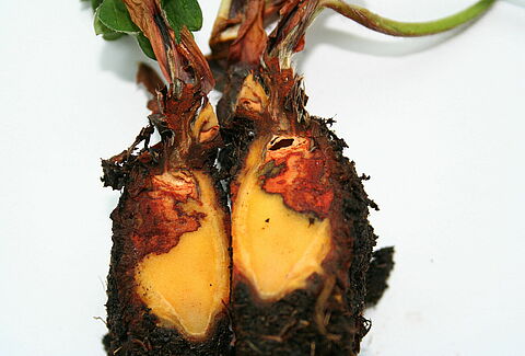 Wortel- en kroonrot bij aardbei