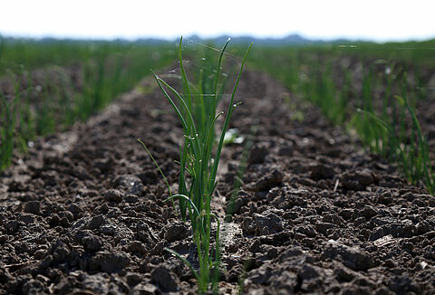 Ontdek biostimulanten