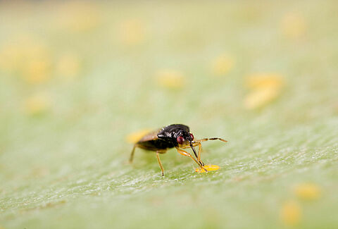 Roofinsecten
