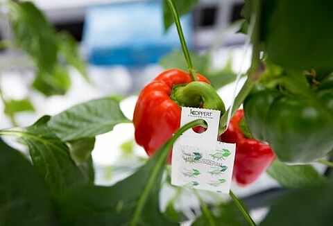 Wees alert op trips in vroege paprika's