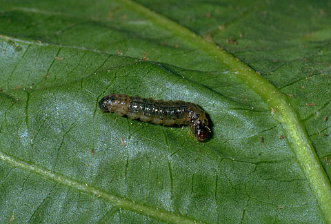 Duponcheliamot