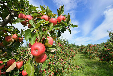 Appel