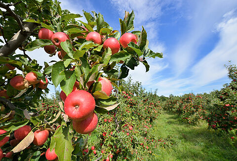 Appel
