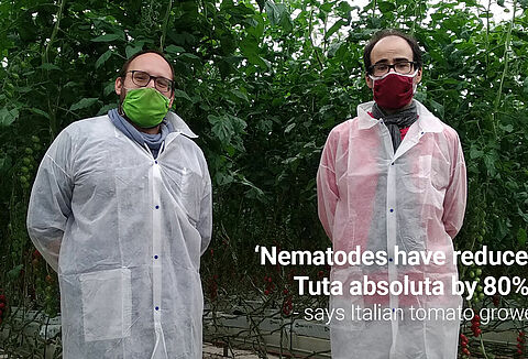 Nematodes significantly reduce Tuta larvae