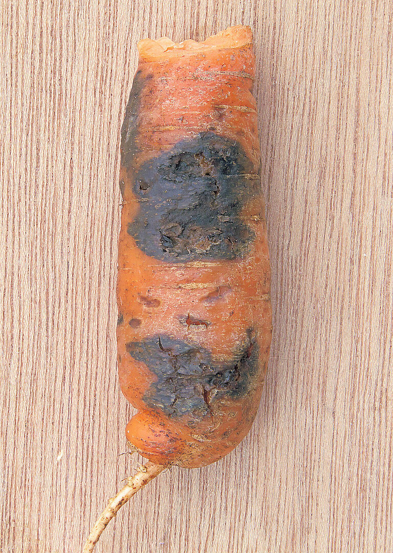 Black rot on carrot Alternaria radicina damage symptoms on carrot