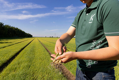 Nematoden weten uienvlieg prima aan te pakken