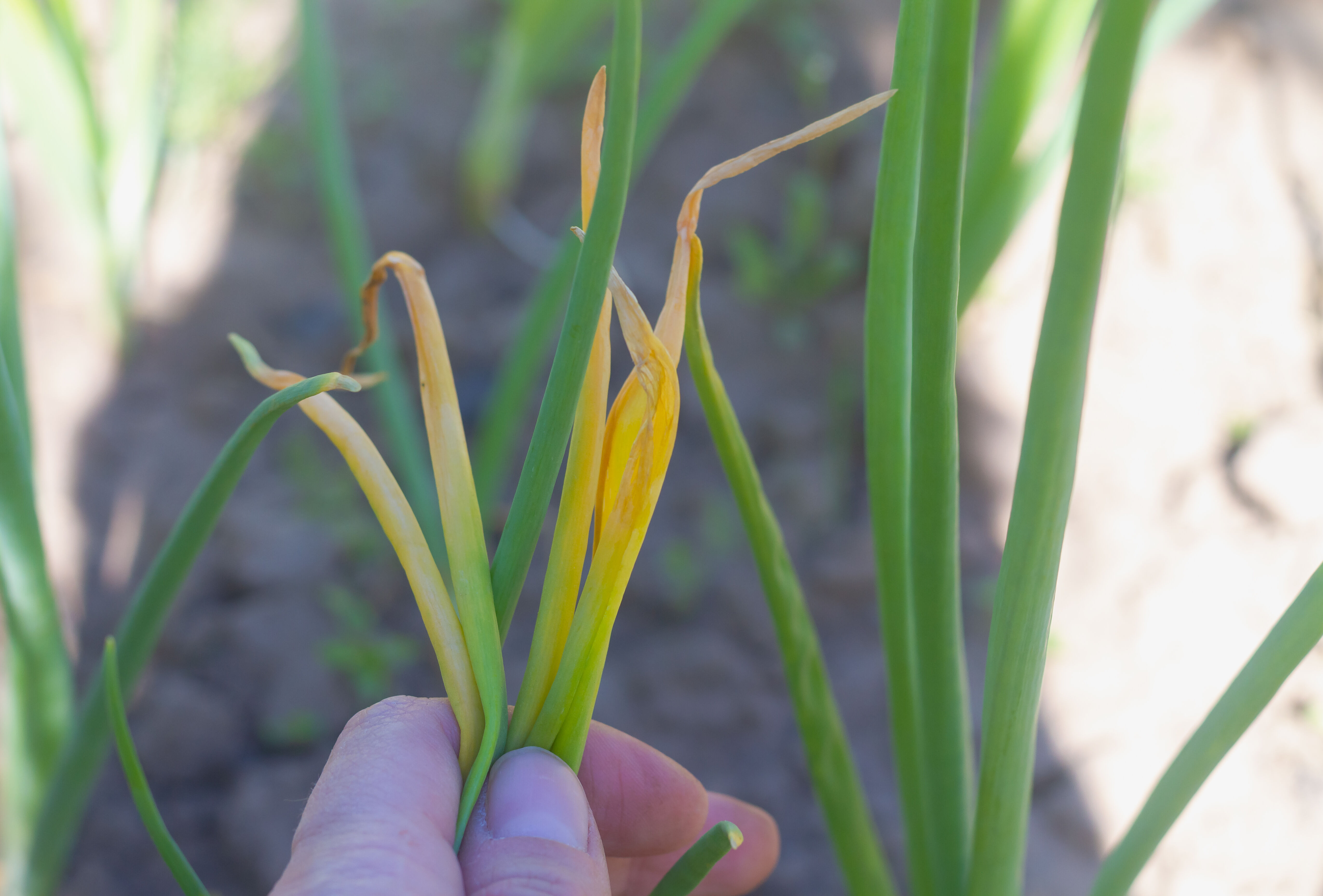 Effectieve bestrijding van uienvlieg met nuttige nematoden