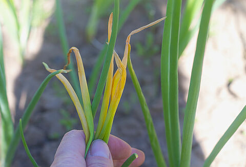 Effectieve bestrijding van uienvlieg met nuttige nematoden