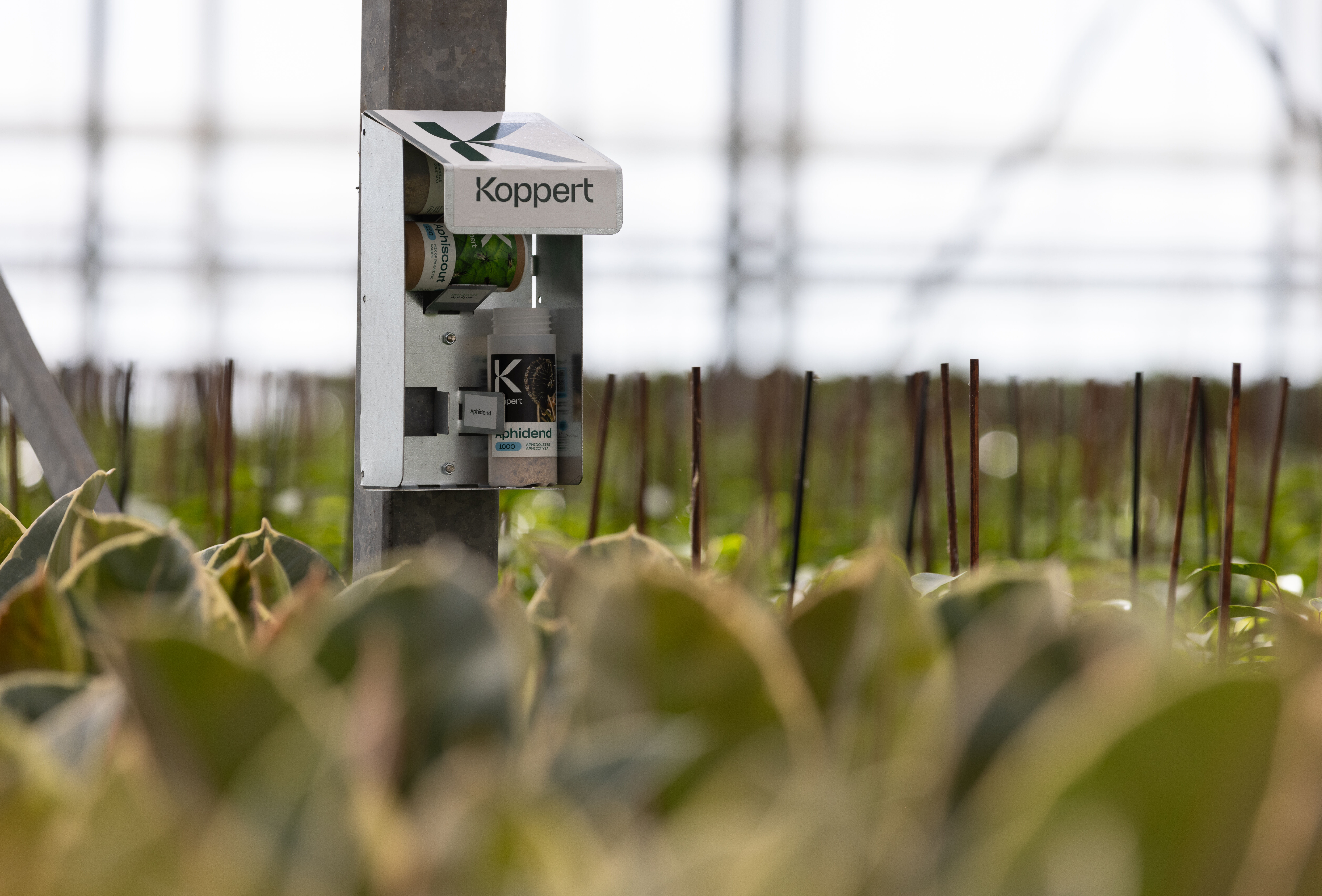 Biologische bladluisbestrijding noodzakelijk in chrysant