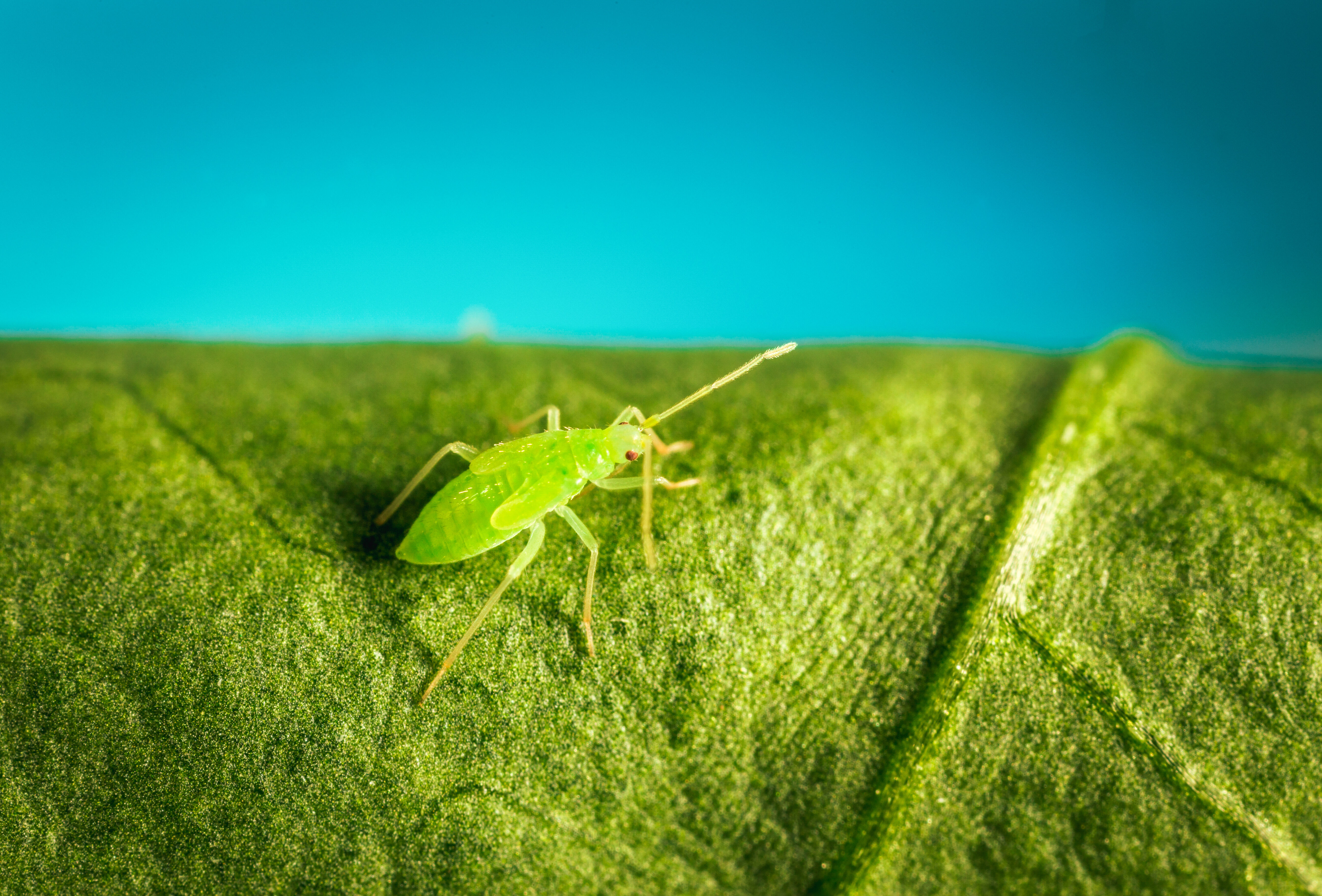 Macrolophus op het gewenste niveau houden